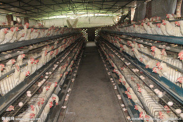 蛋雞.jpg