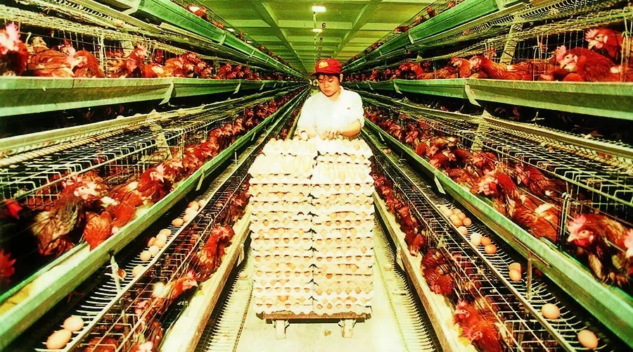 雞場環境如何解決?獸藥廠家為您支招