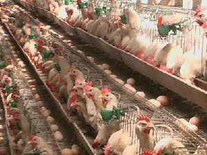 剖析蛋雞早開產(chǎn)的原因