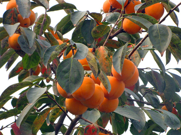 迅達康碩果累累 迅達康碩果累累