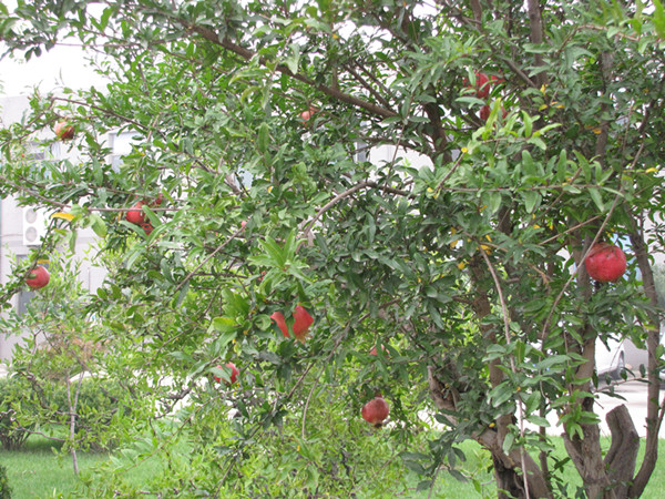迅達康碩果累累 迅達康碩果累累