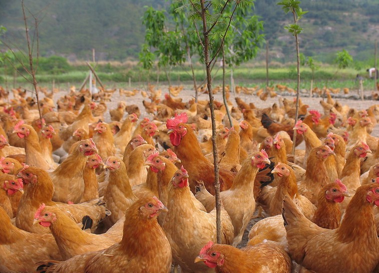 ���S�u�c��