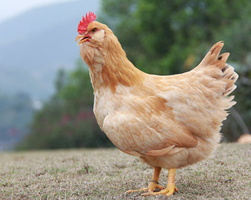 嶺南黃肉雞 嶺南黃肉雞