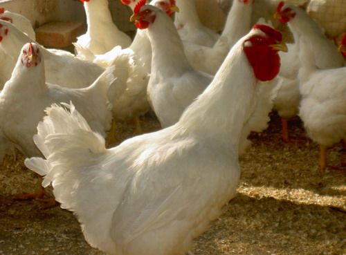 肉雞腸炎 肉雞腸炎