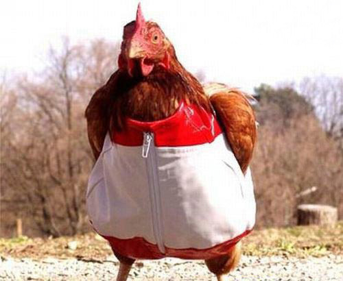 �Fˎ�S���B�u