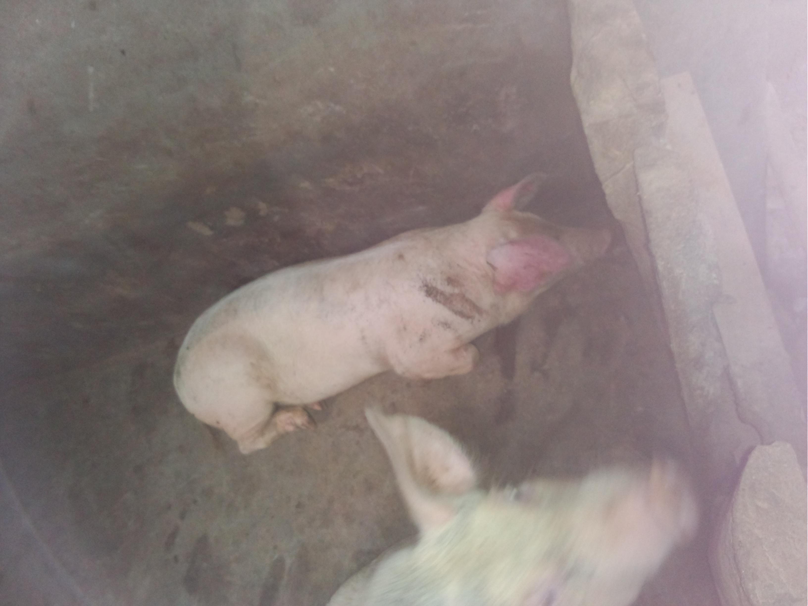  ���i��Ѫ�U��