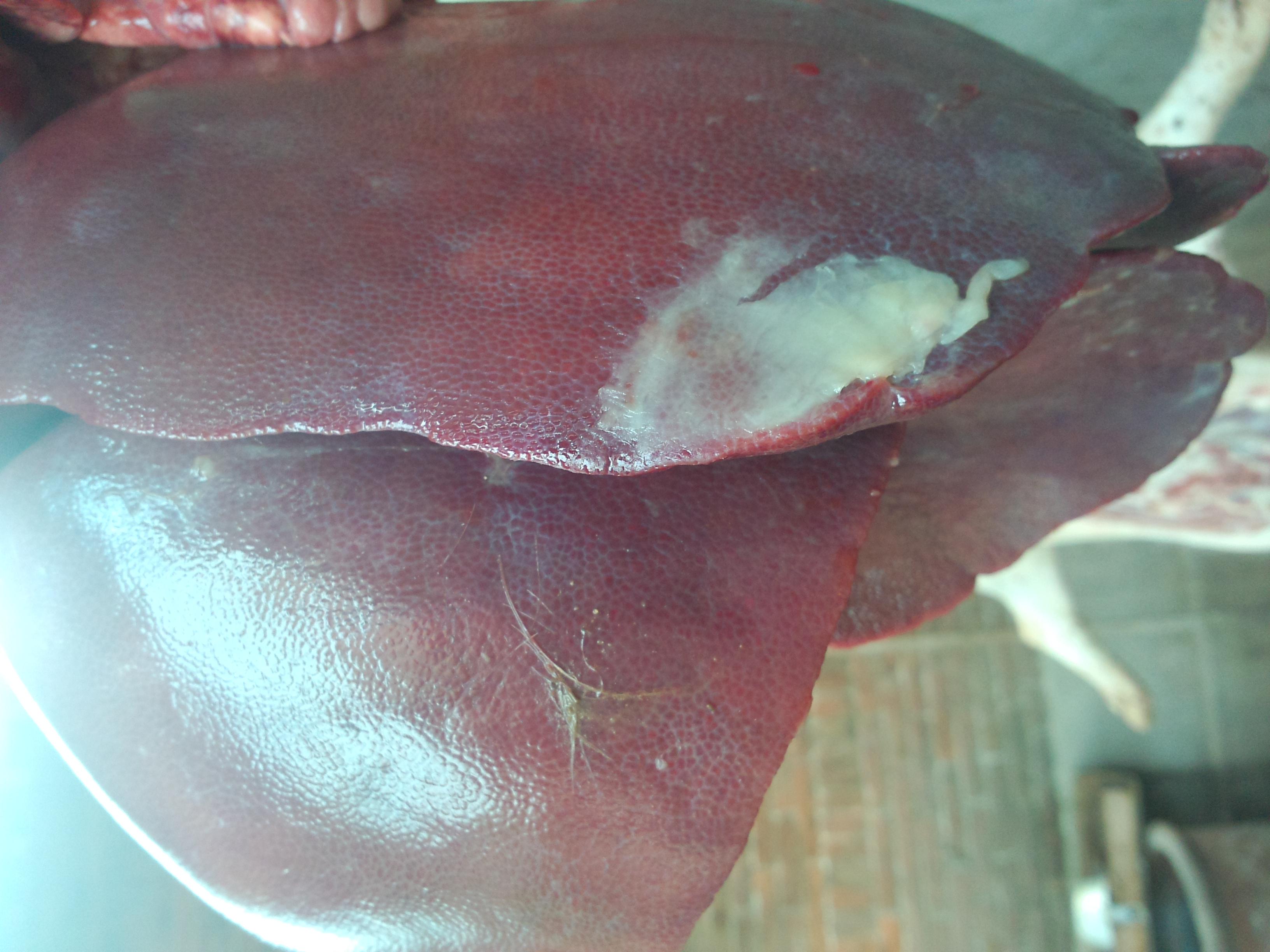  ���i��Ѫ�U��