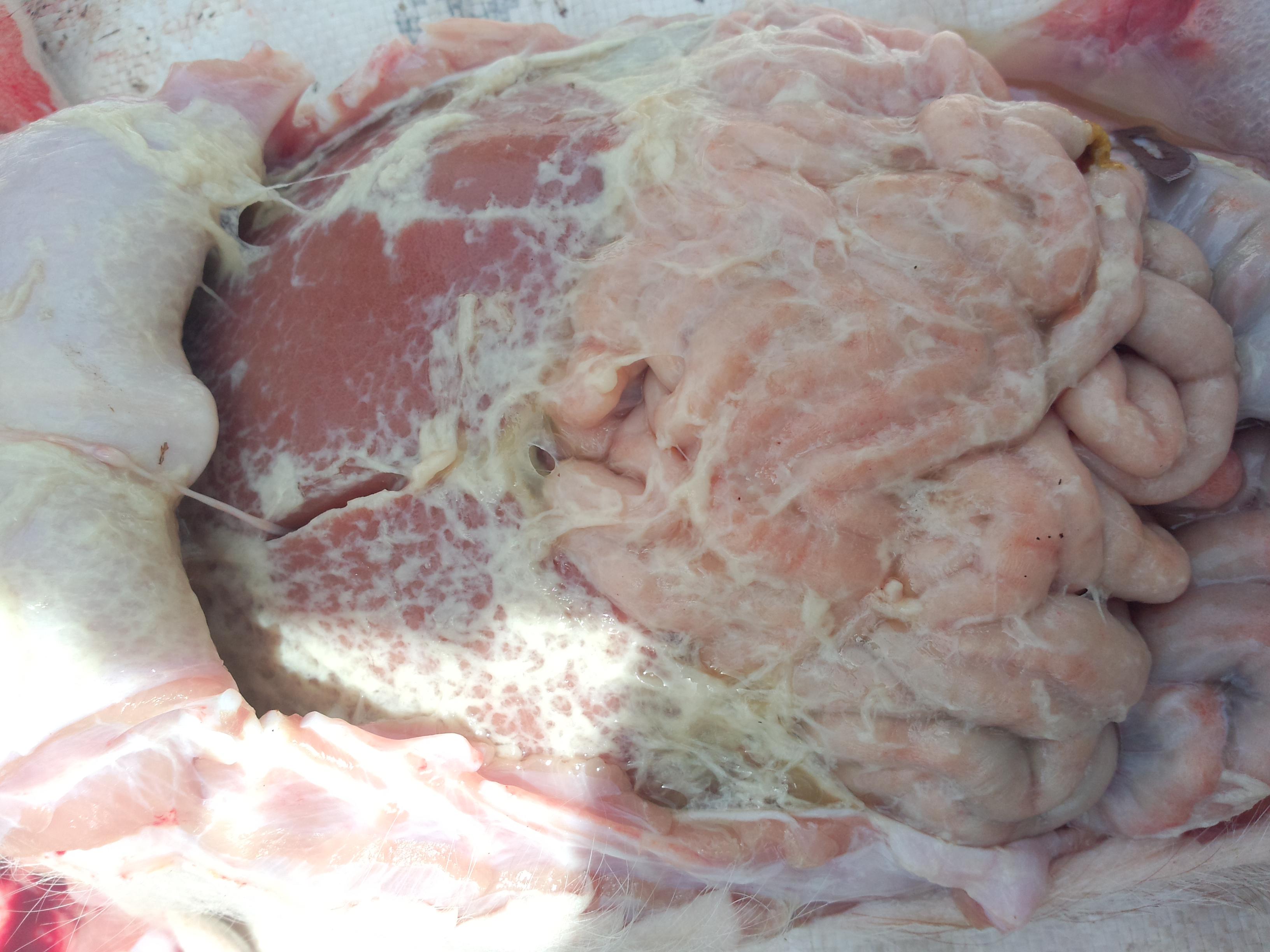  ���i��Ѫ�U��