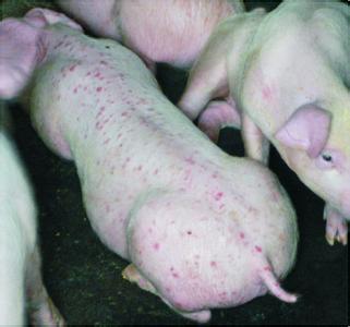 �i�A�h����2�͸�Ⱦ