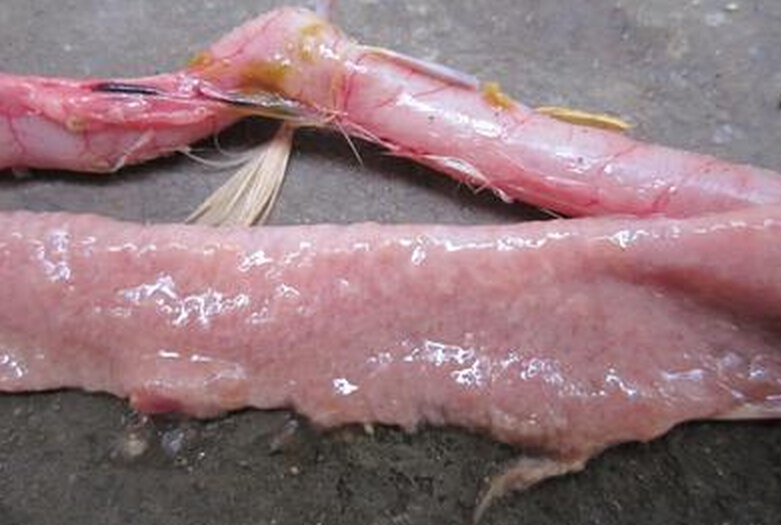 �c���C����