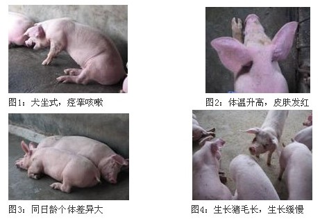 �i֧ԭ�w����