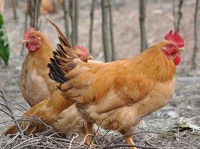 �u���Ժ����������о��c����-��ˎ�S��