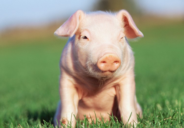 �i������