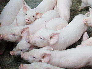 ���i���������Ч�A(y��)������