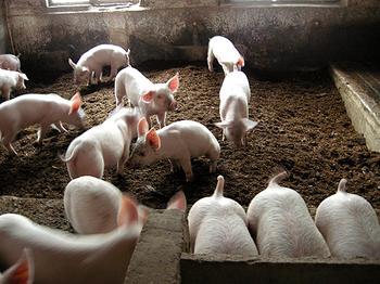 �Fˎ���Ҍ����i����о�����