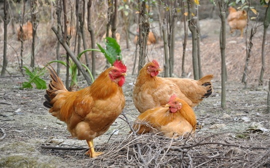 ��ˎ���ҽ�����Ώ��u�����ٲ���׃���Д��u��