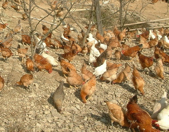 ��ˎ���Ҍ����u�߲�����