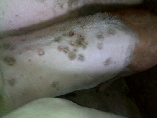 �Fˎ��˾���i�����о�����