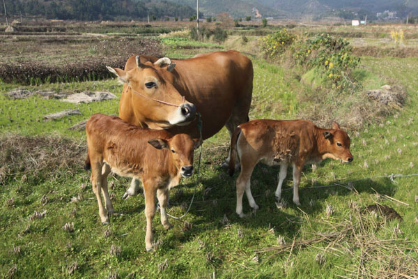 �Nĸţ��Ҋ����Щ���Y_�Fˎ����