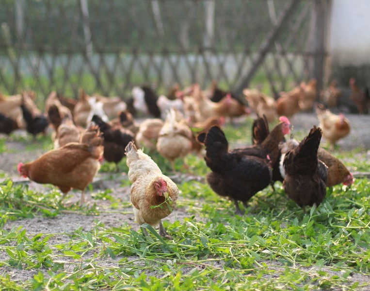 �䑪(y��ng)��