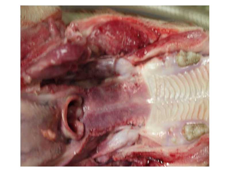 �i�ο�Ȯ�����˽���٣�