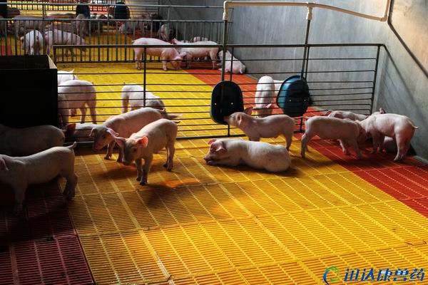 ���i������