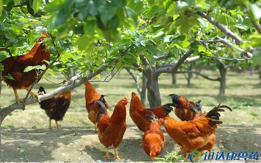 ��֪�������Bֳ��ʽ����Щ ɽ�|�Fˎ�S �Fˎ