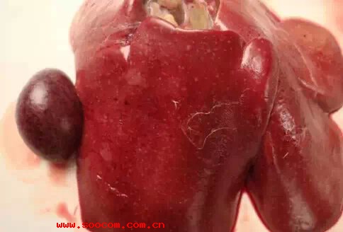 蛋雞壞死性腸炎漿膜面