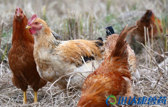 �uȺ�Ȳ��������������Ч�A��