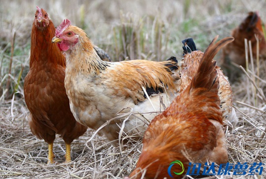 ��ˎ���ң��u�����ί�С�[�T