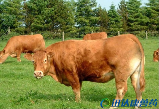 �����r����ţ�Bֳ�����������������