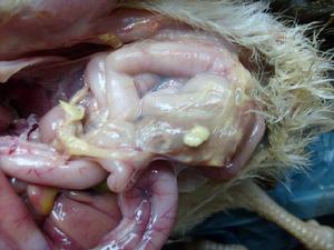 �u���c�U��