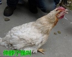 ���Bֳ�м��ݳ�Ҋ��м������ί�����