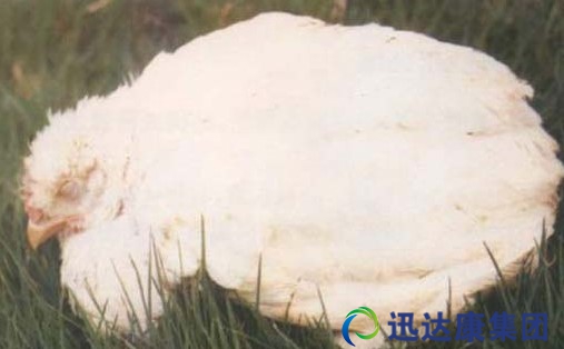 ���Bֳ�м��ݳ�Ҋ��м������ί�����