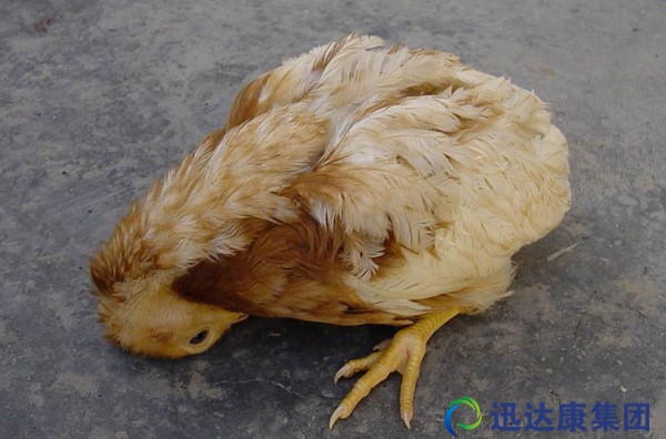 ���Bֳ�м��ݳ�Ҋ��м������ί�����