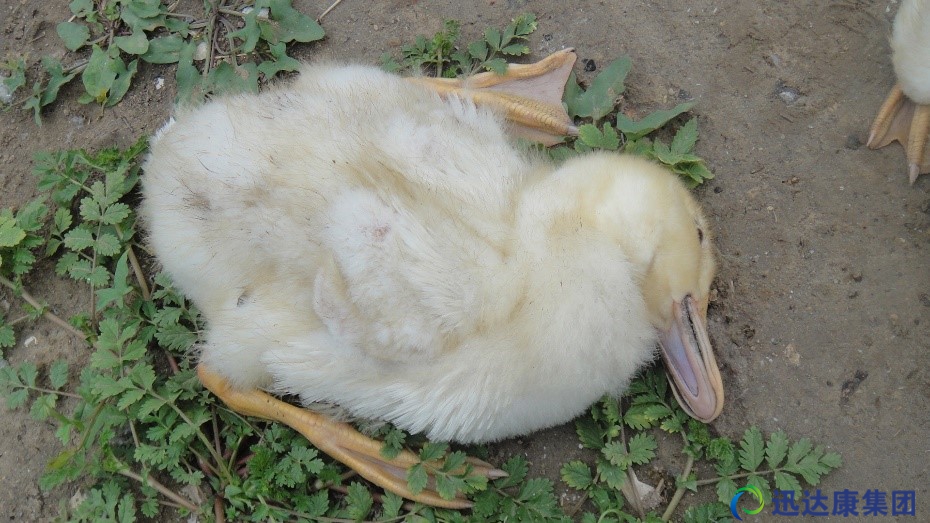 ���Bֳ�м��ݳ�Ҋ��м������ί�����